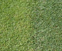 Fine Fescue